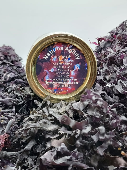 "Chondrus Crispus" (Wild Crafted from the rocks) Irish Sea Moss Gel